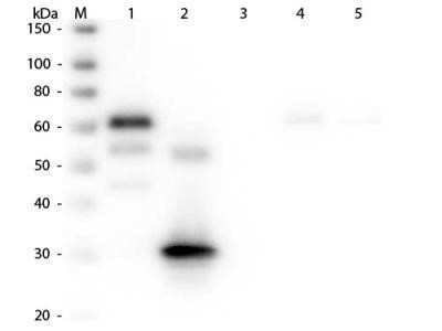 Western Blot: Rabbit anti-Chicken IgG Fc Secondary Antibody [NBP2-62593]
